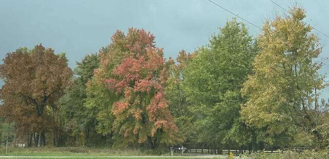 130085478_web1_IMG_0058
Taking a Fall Foliage Tour in Brown County, Ohio is as easy as taking a drive in the country. Photo by Wade Linville
