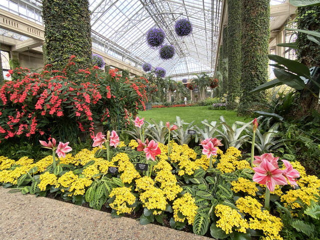 130411183_web1_2024-Walkaround-1
Stately columns and 20-foot windows line the Exhibition Hall at Longwood Gardens, a tropical paradise on a cold winter day (GoodSeed Farm photo)